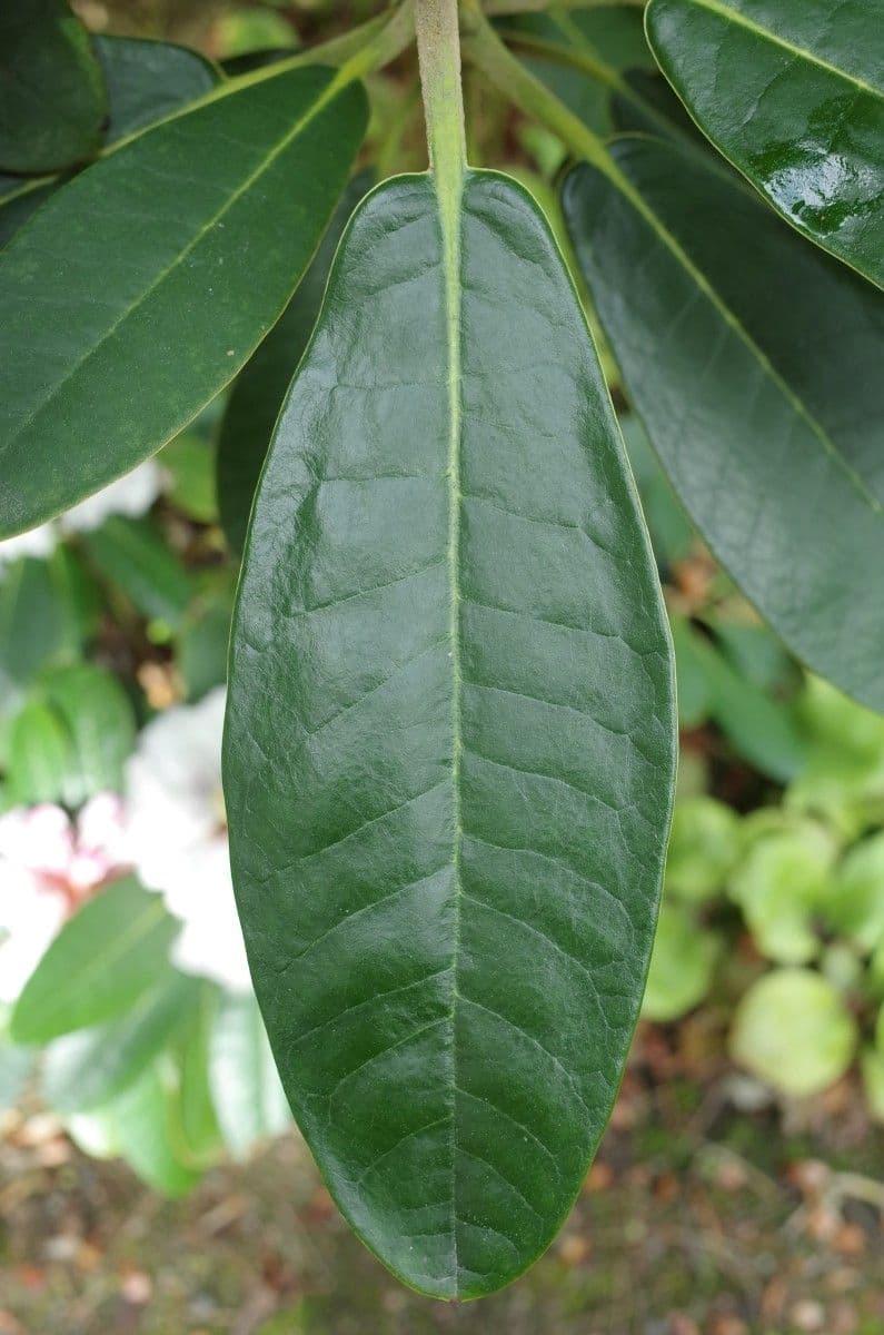 Rododendro 12