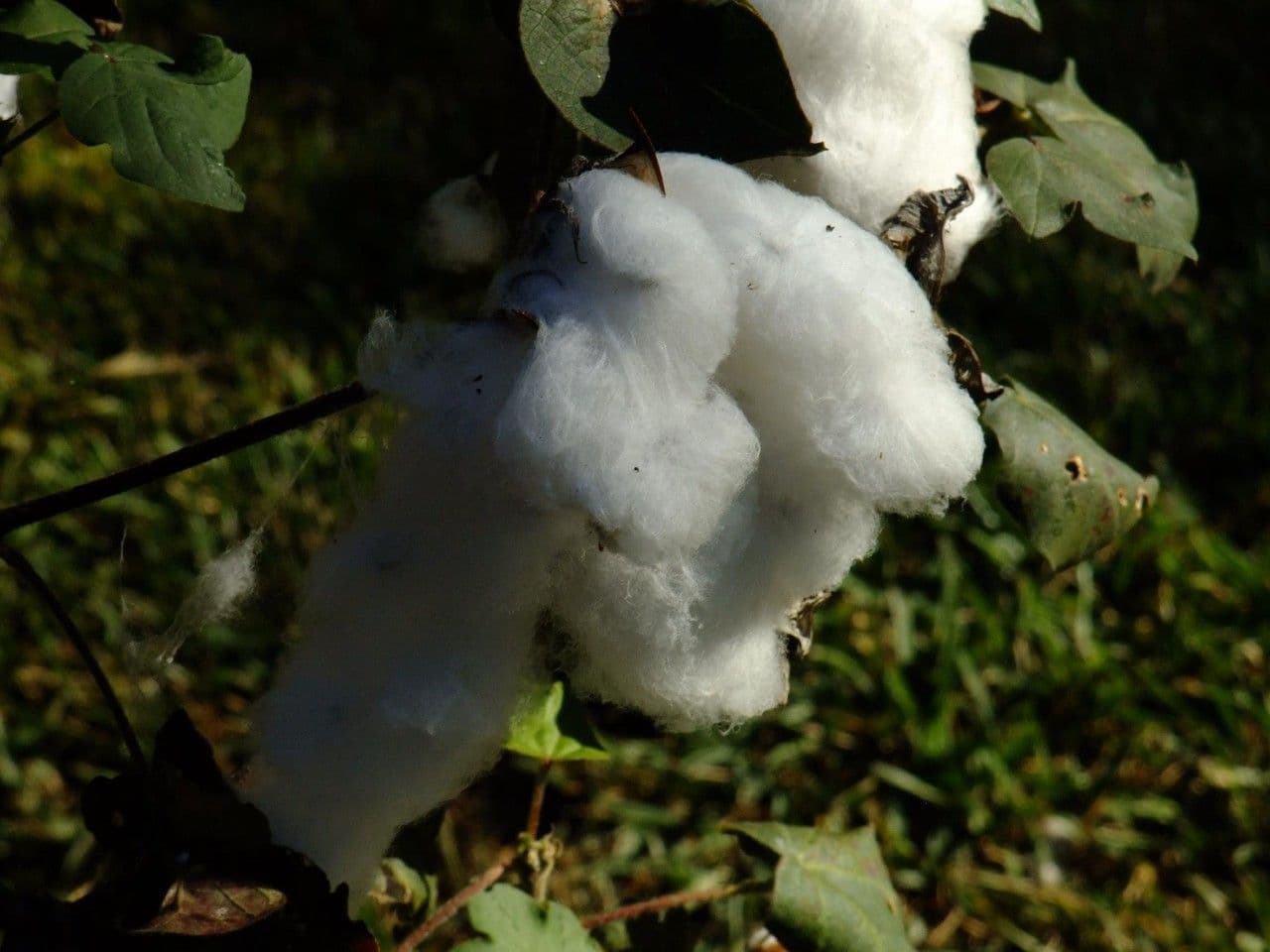 Cotone di Barbados 3