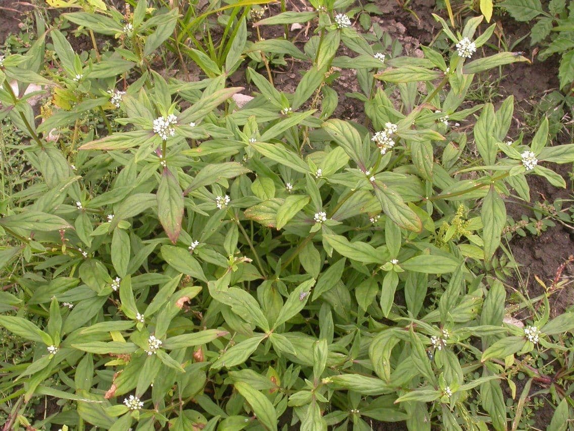 Spermacoce 10