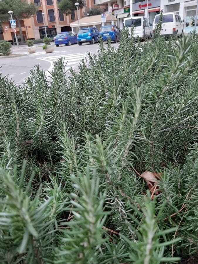 Rozmarýn lékařský 17