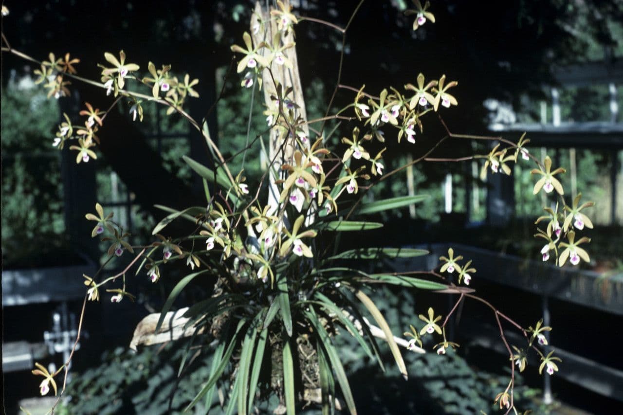 Encyclia 9