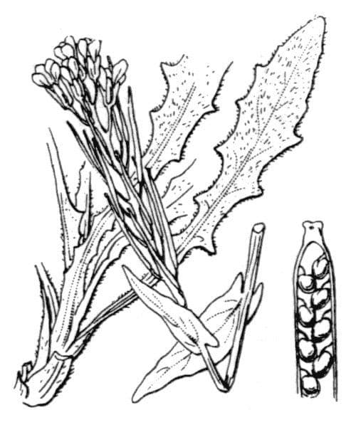 Arabetta liscia 29