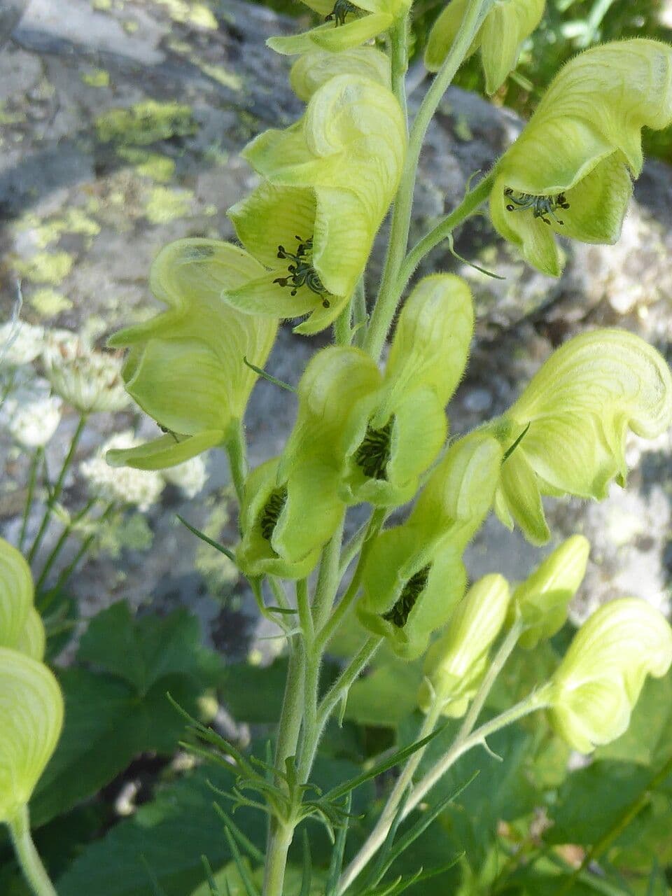 Aconito anthora 22