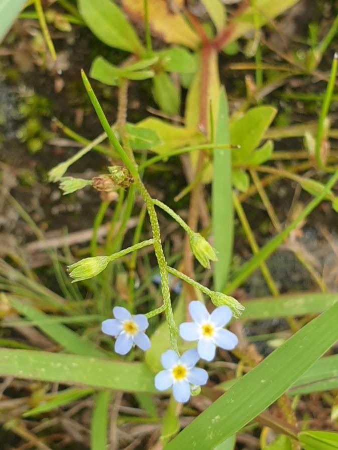 Miosotide lassa 16