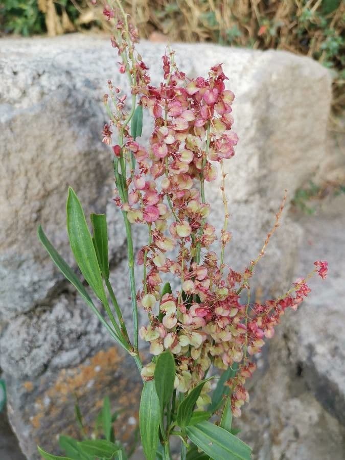 Acetosa nervosa