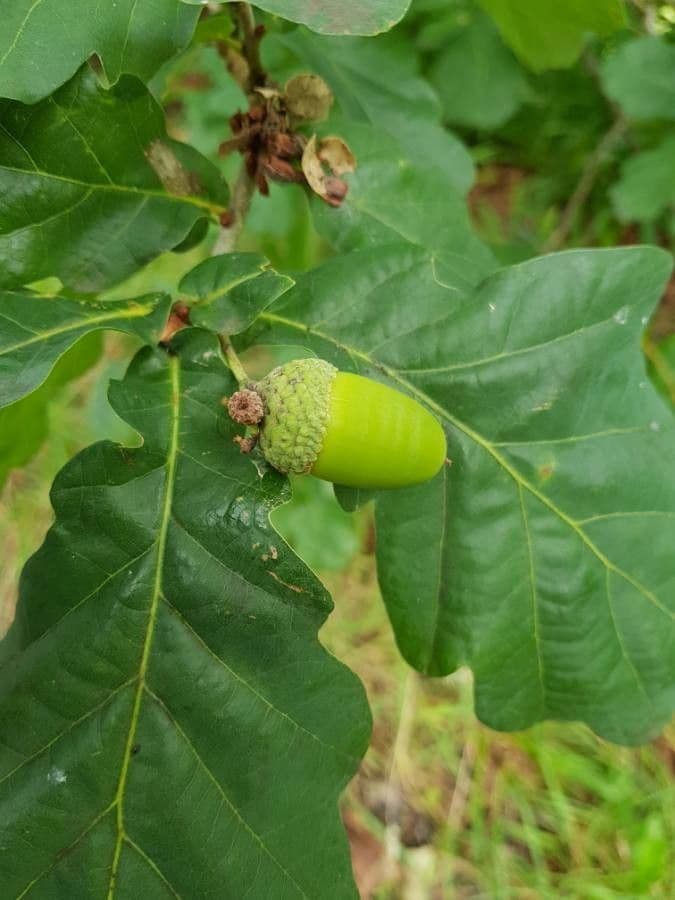 Quercia comune 4