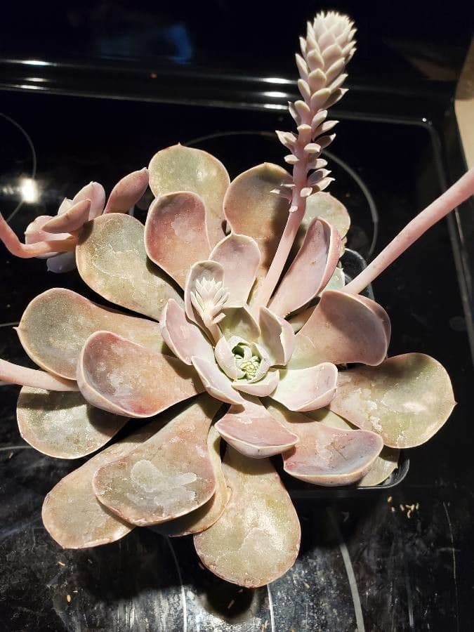 Echeveria