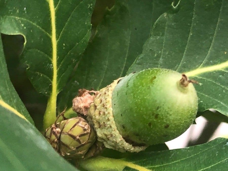 Quercia