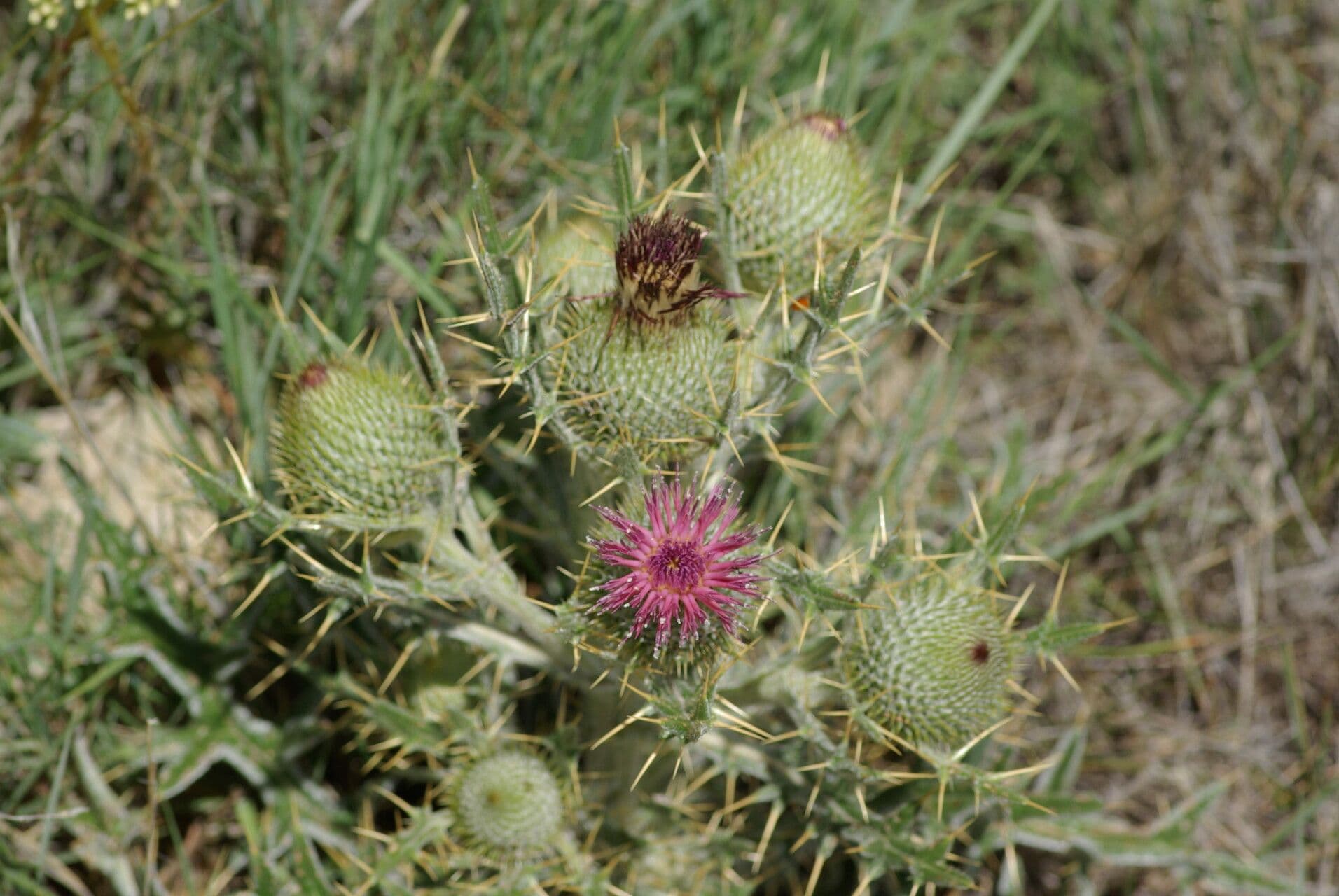Cirsium 7