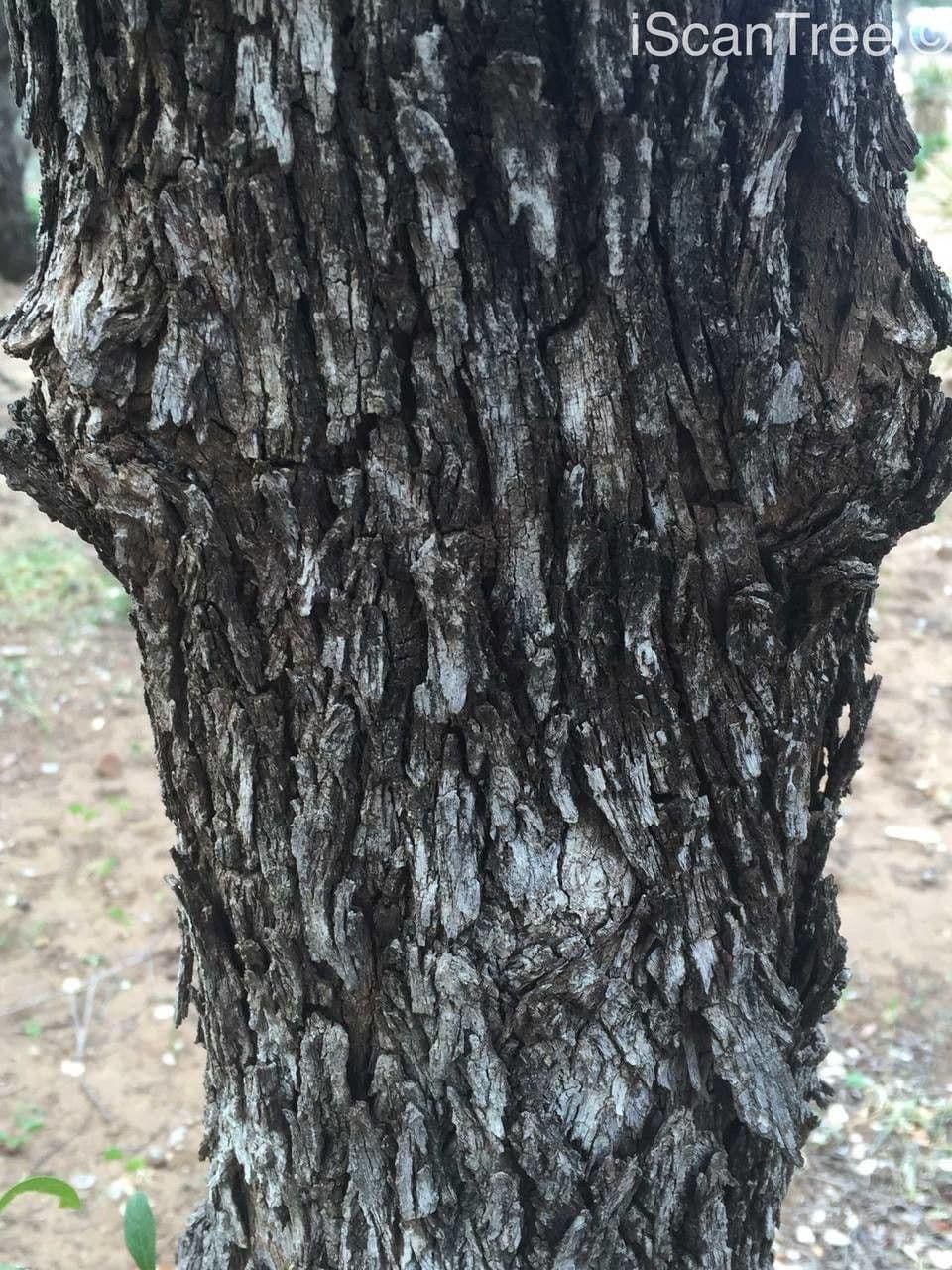 Combretum hereroense 22