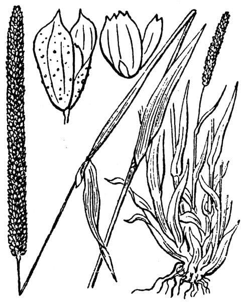 Phleum paniculatum 9