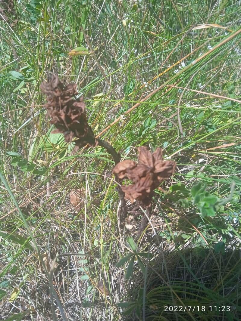 Succiamele minore 2
