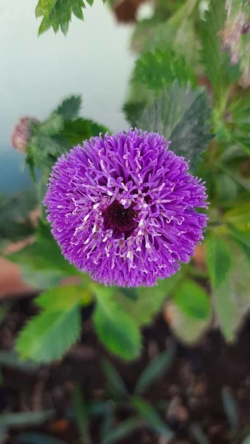 Centratherum punctatum 5