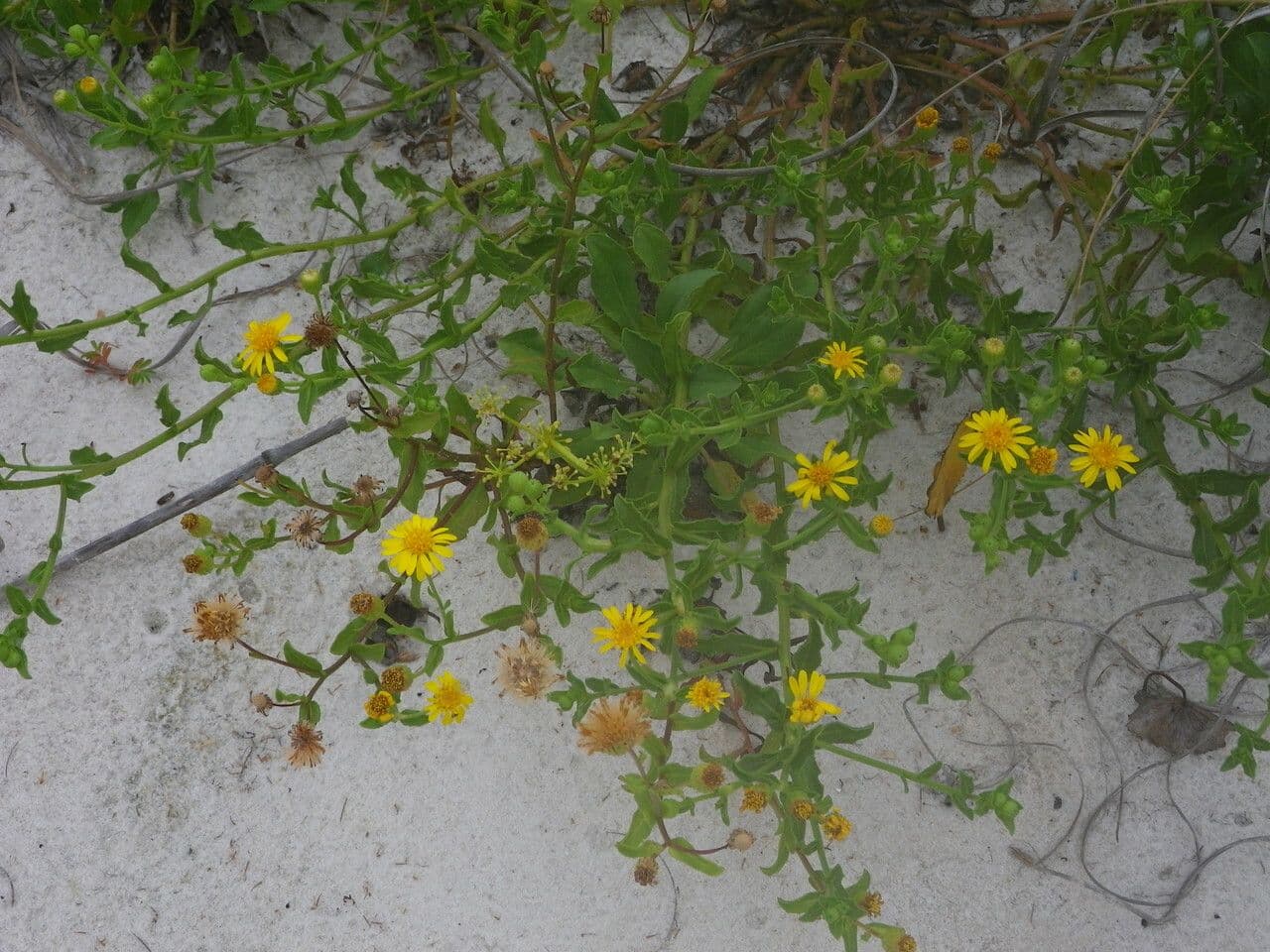 Heterotheca subaxillaris 8
