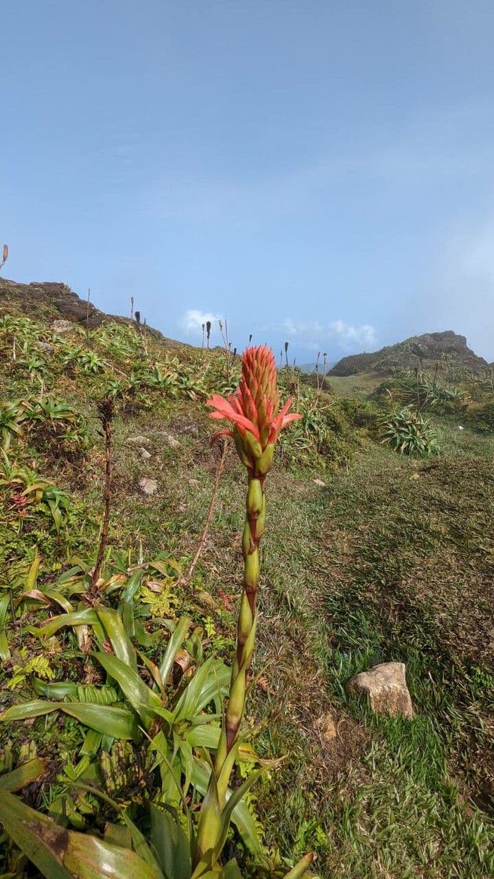 Pitcairnia 4
