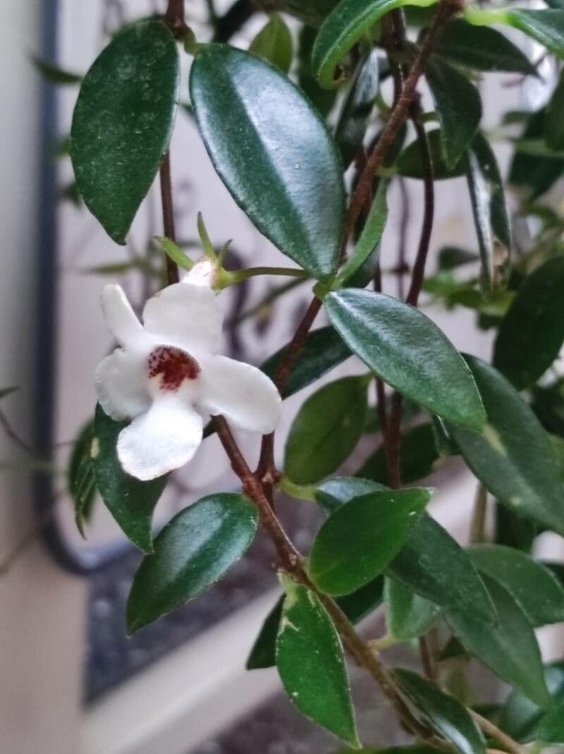 Codonanthopsis tlustolistá 2