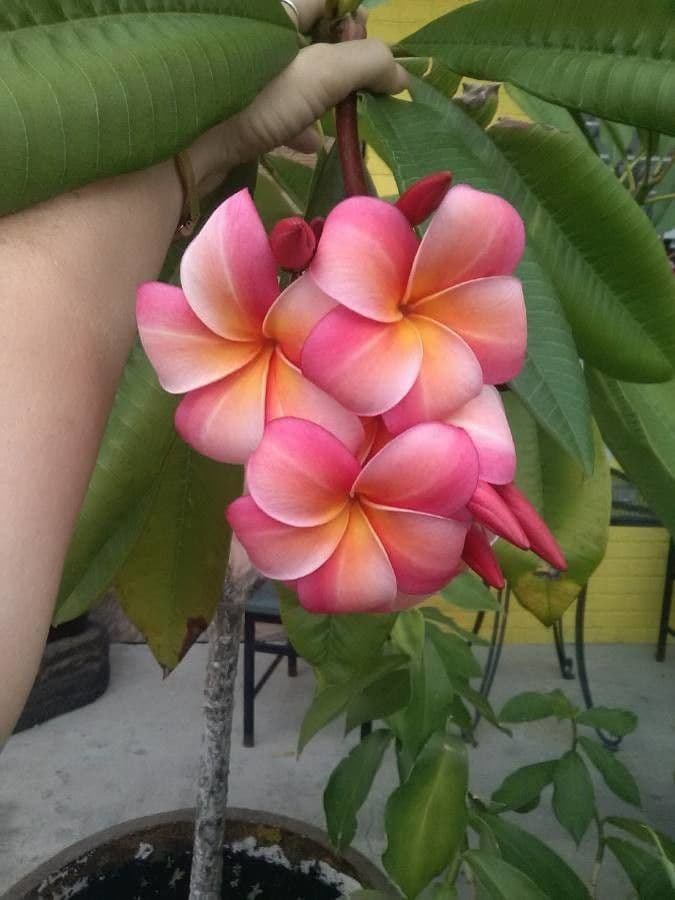 Frangipani 8