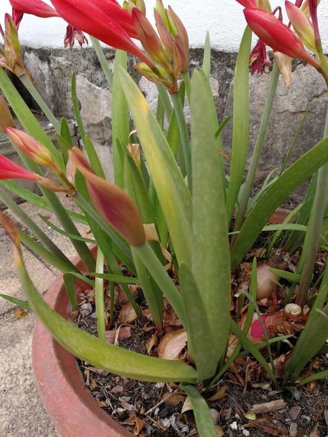 Cyrtanthus 8