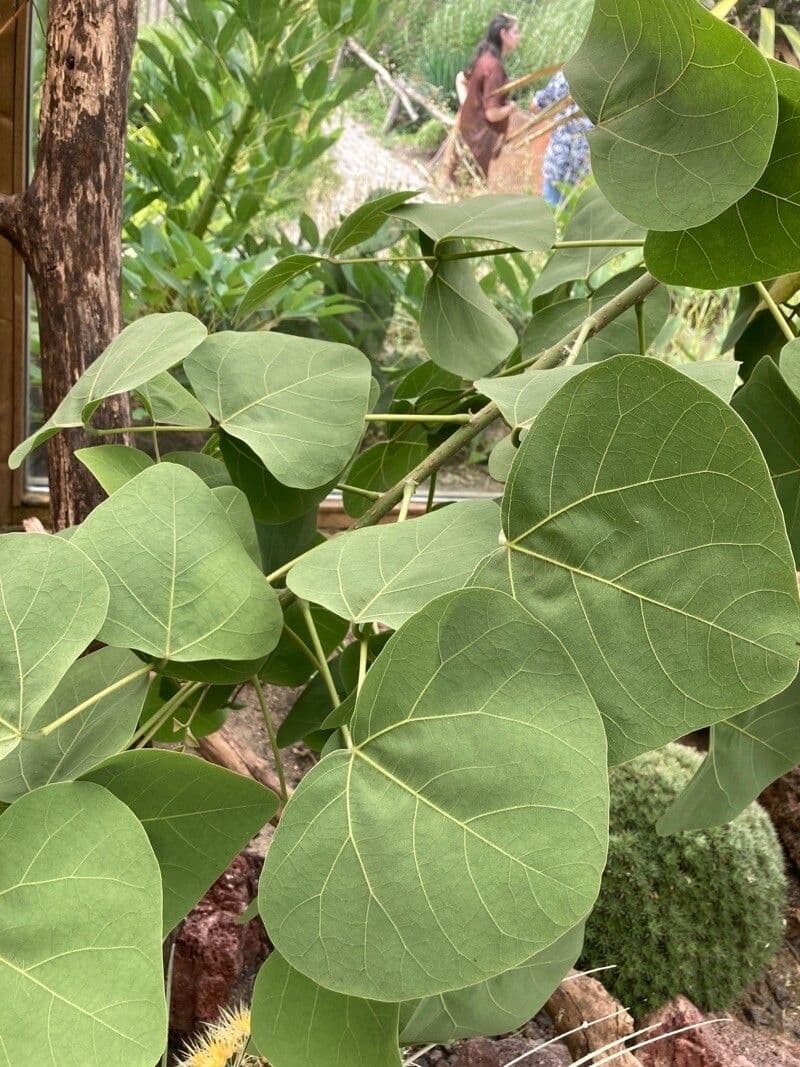 Erythrina