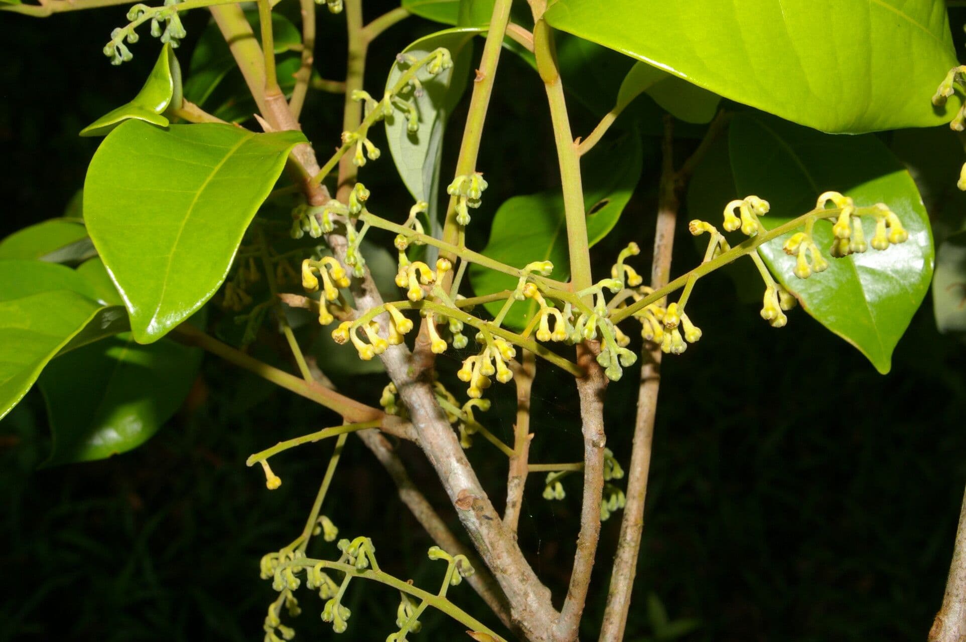 Aniba