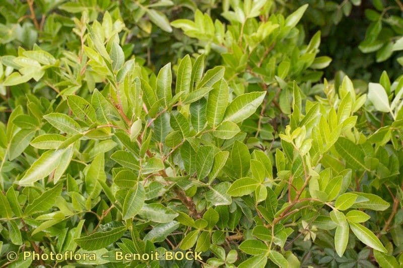 Pistacia 27