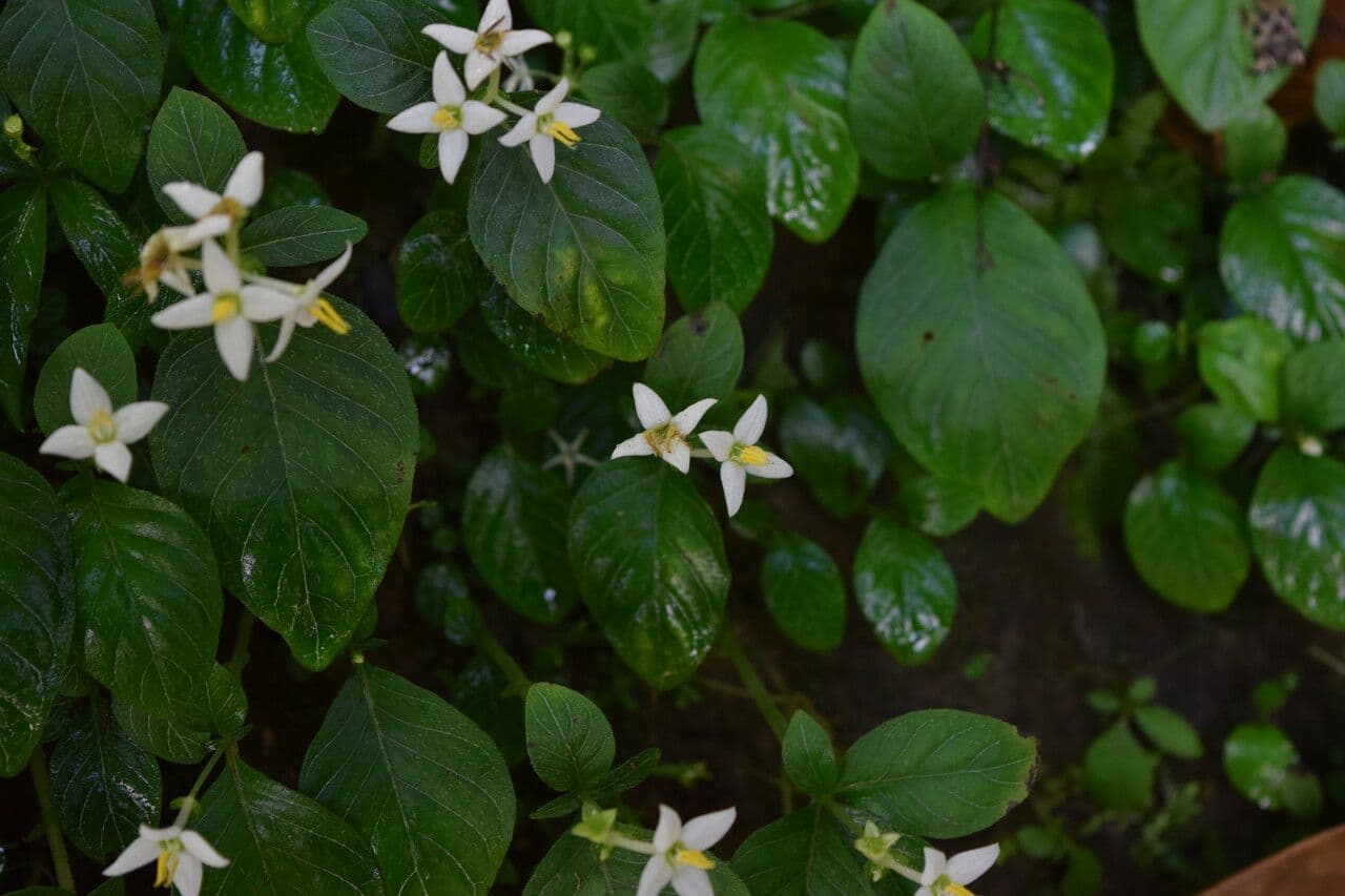 Argostemma 4