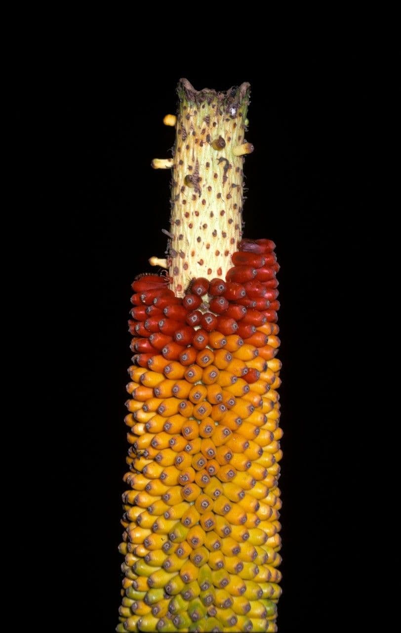Patata talinga 3