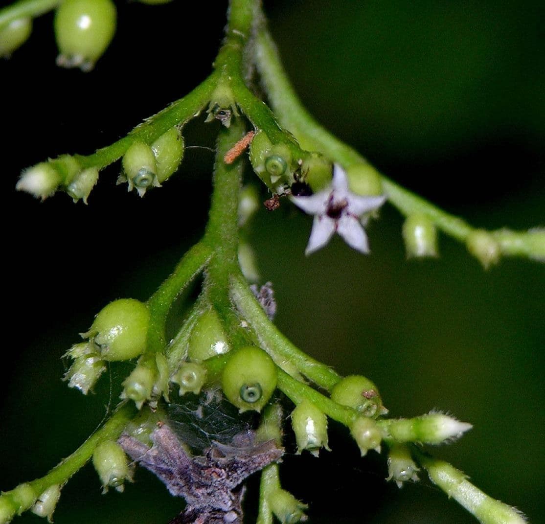 Bertiera 3