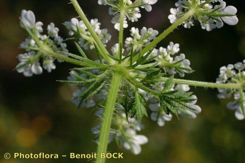 Carota selvatica irta 4