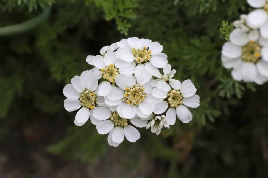 Achillea