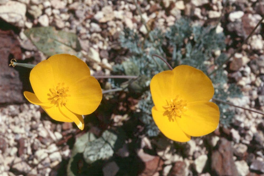 Wüsten-Mohn 4