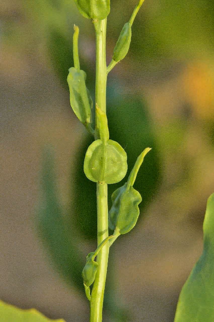 Schouwia 4