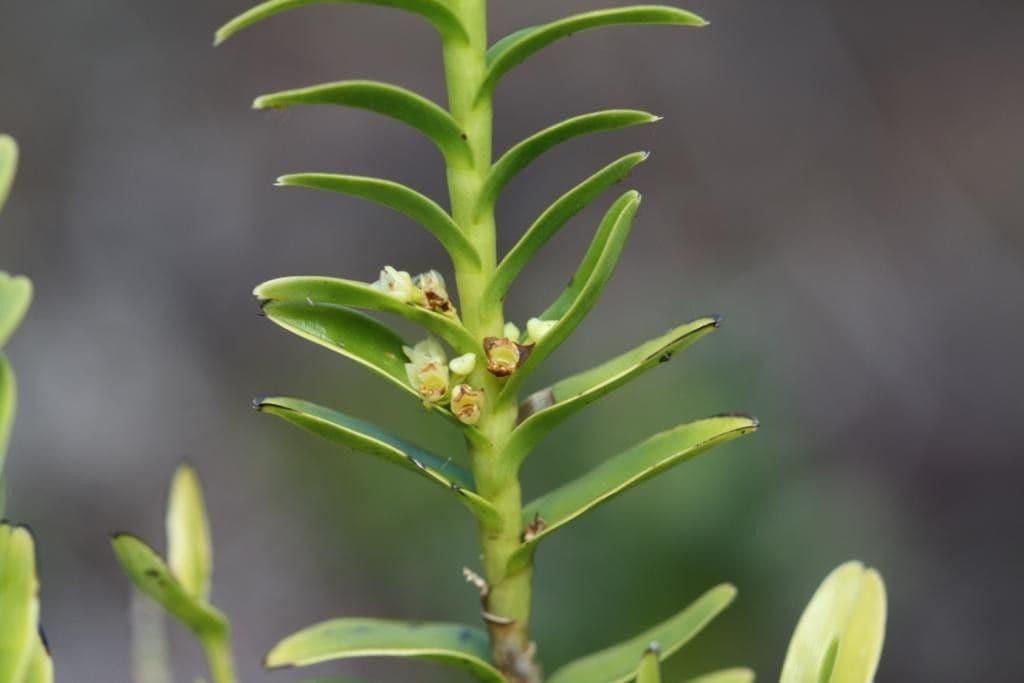 Appendicula 7