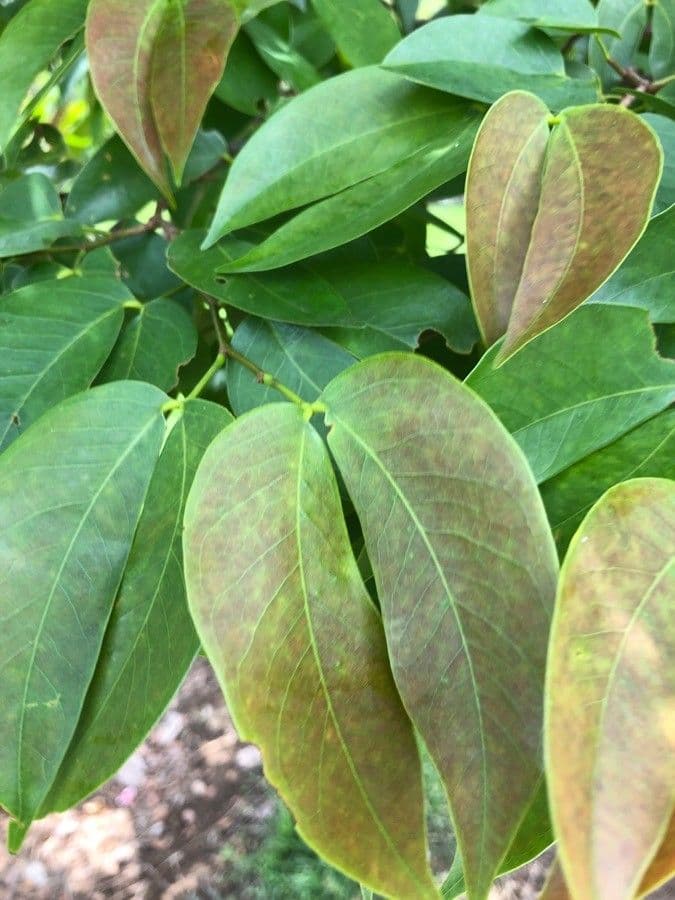Hymenaea courbaril 11