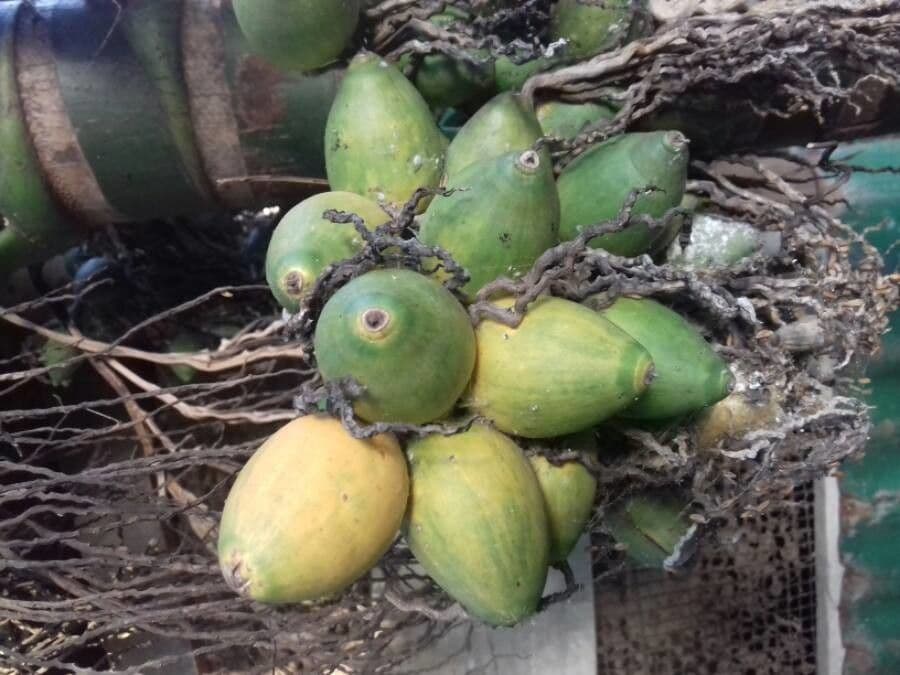 Areca 3