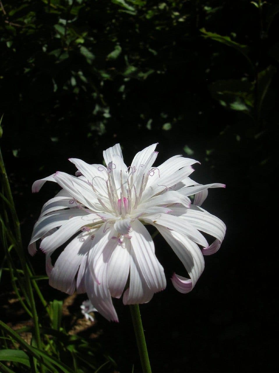 Podospermum rosato 2