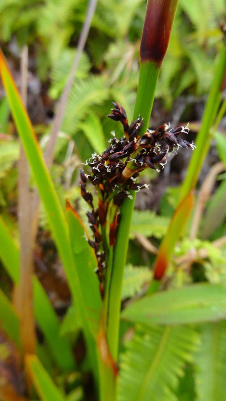 Machaerina