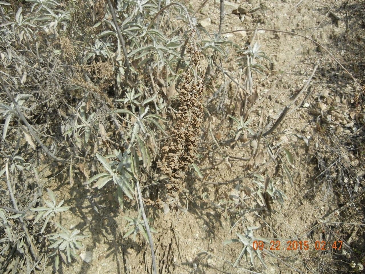 Salvia bianca 24