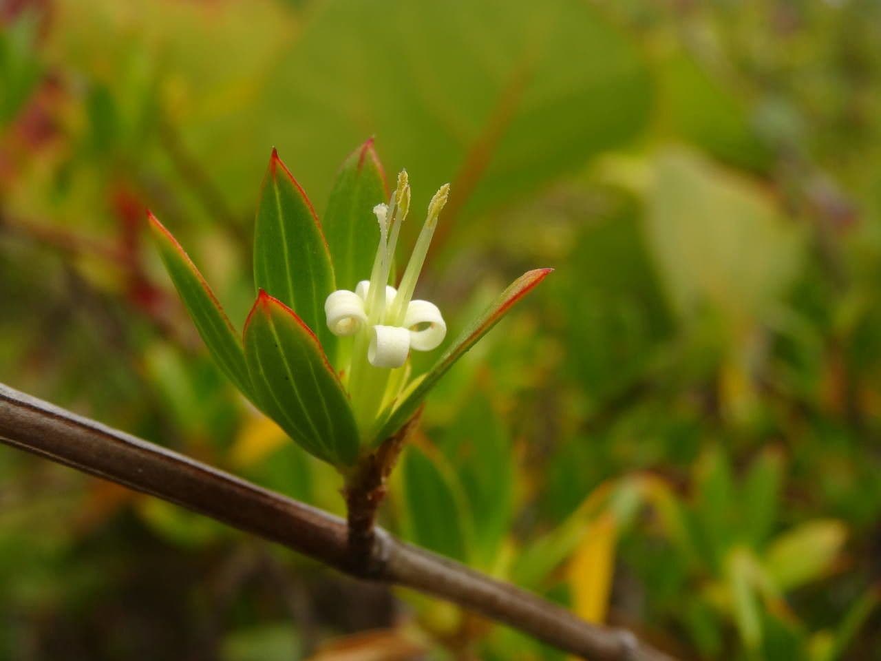 Ernodea 9