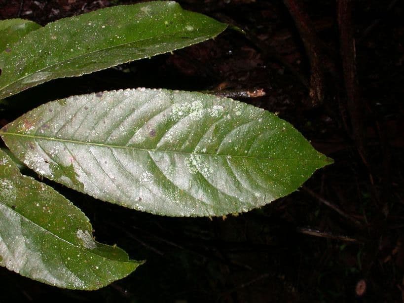Casearia corymbosa 10