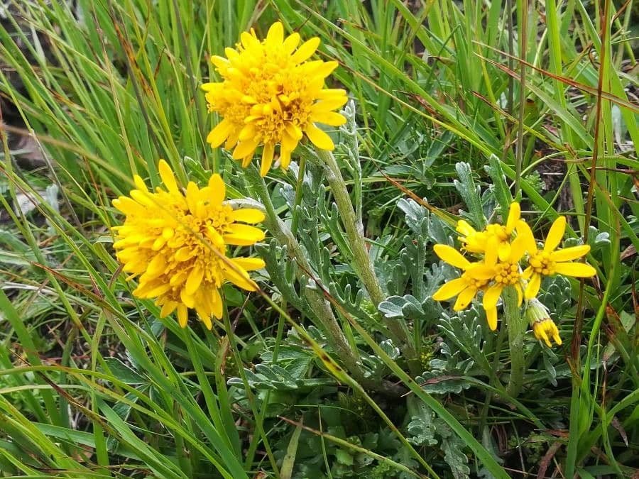 Senecio grigio 2