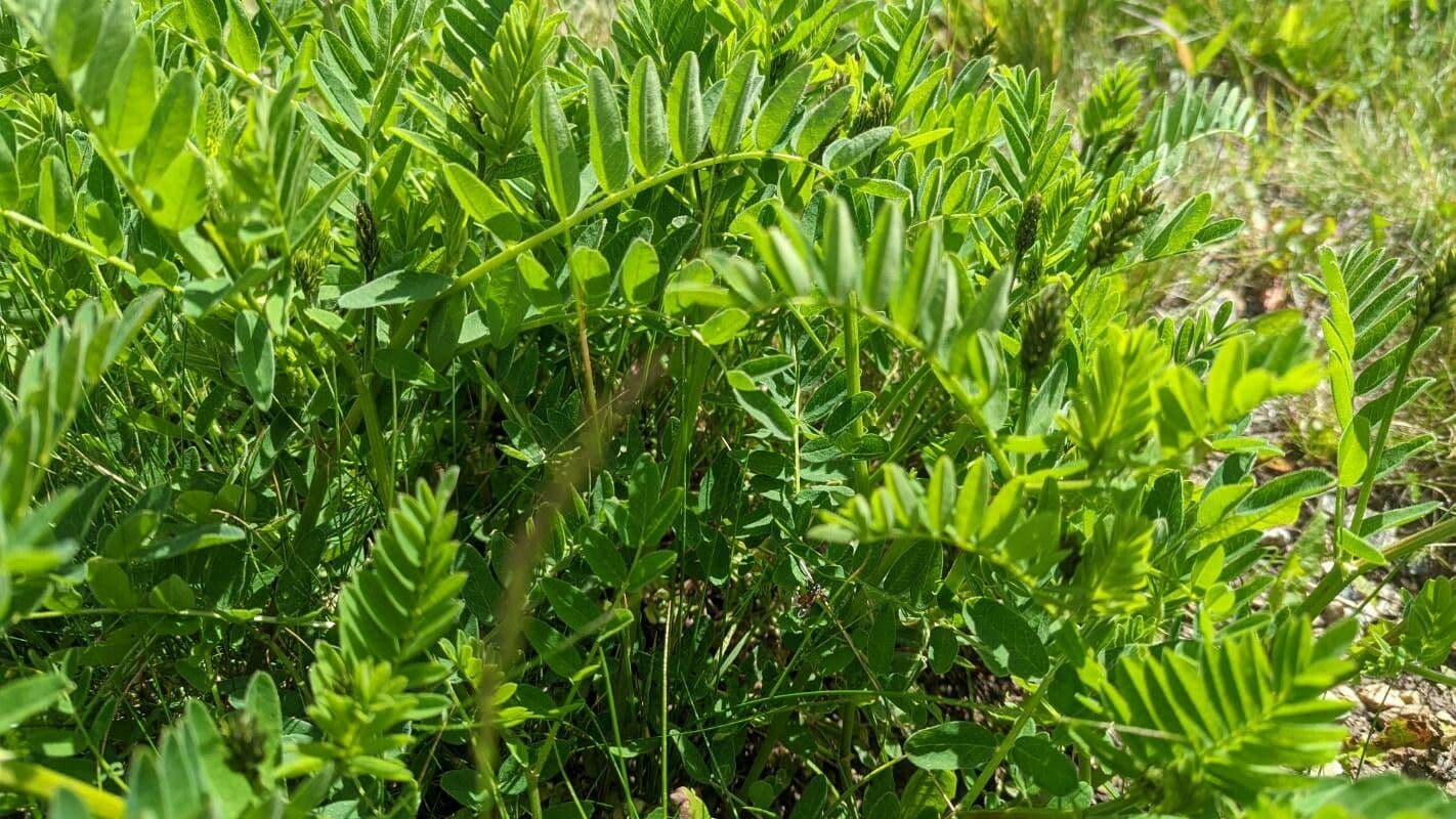 Astragalo ceci 15