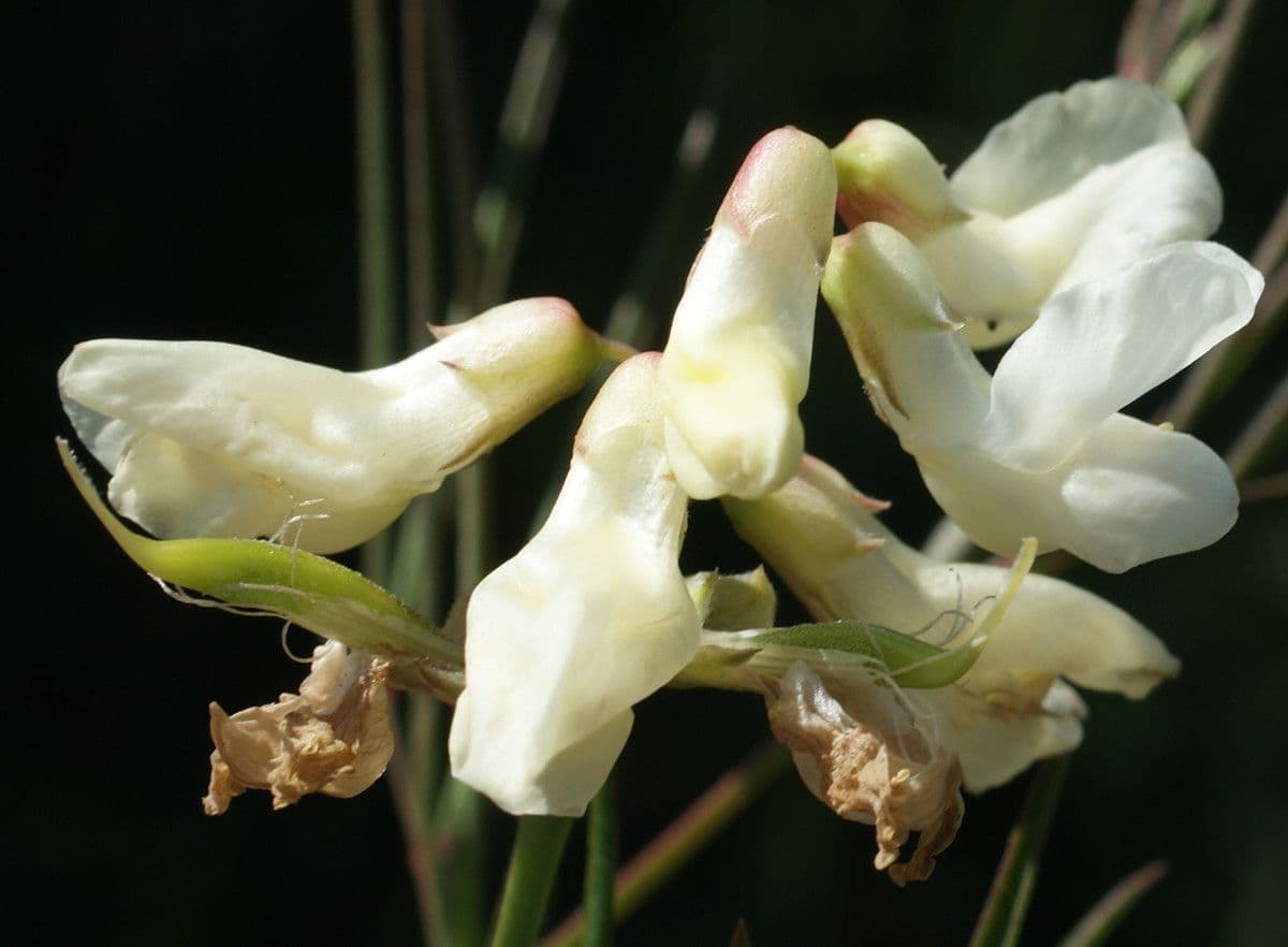 Lathyrus 6