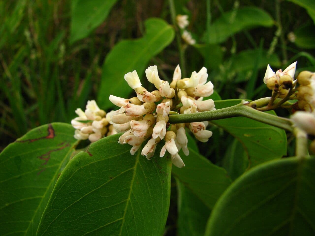 Dalbergia ecastaphyllum 8