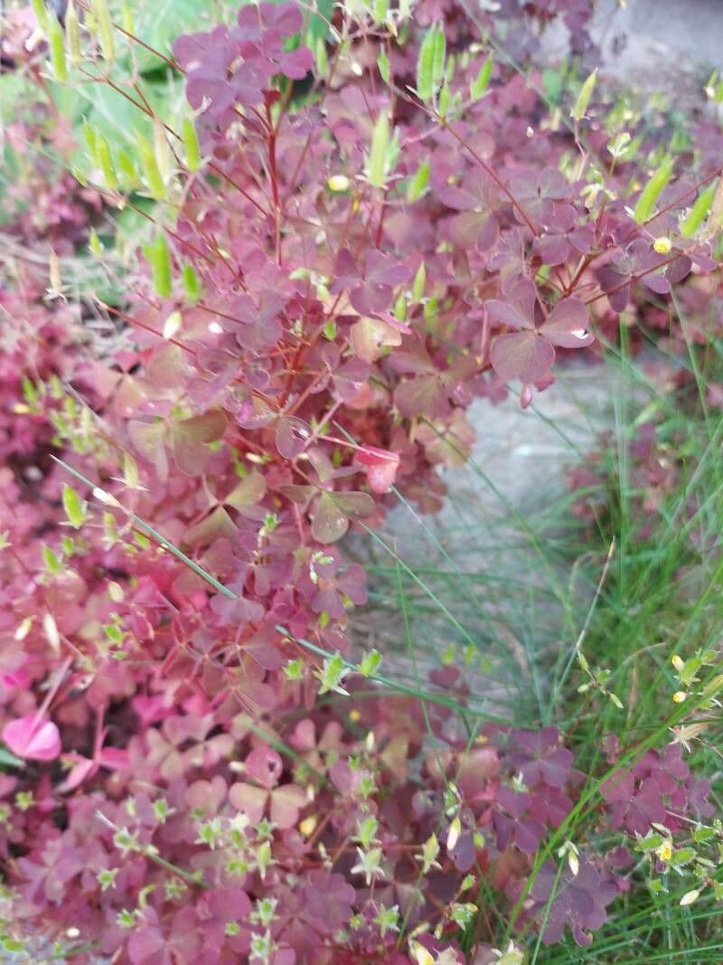 Acetosa 15