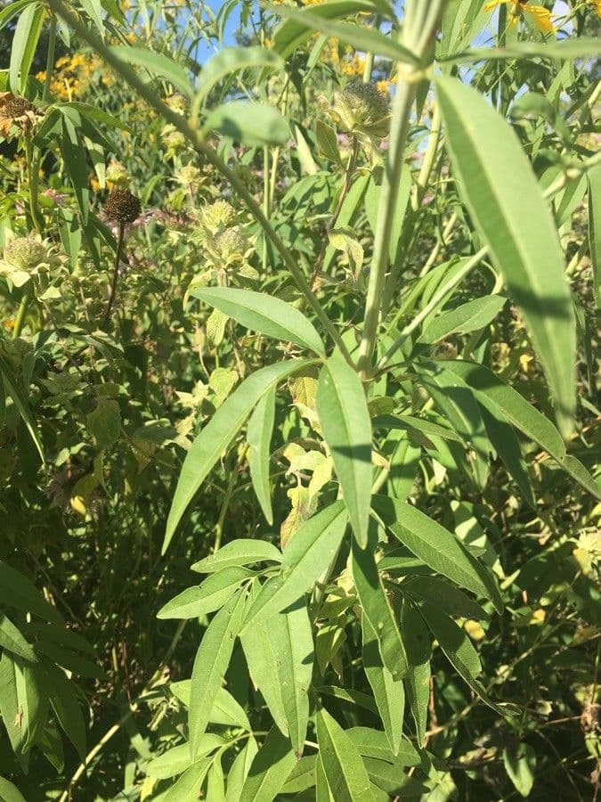 Coreopsis 13