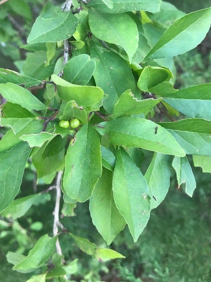 Ilex decidua 27