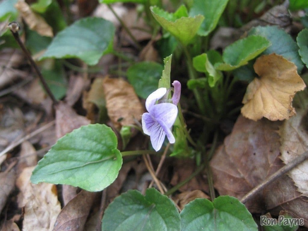 Viola speronata 10