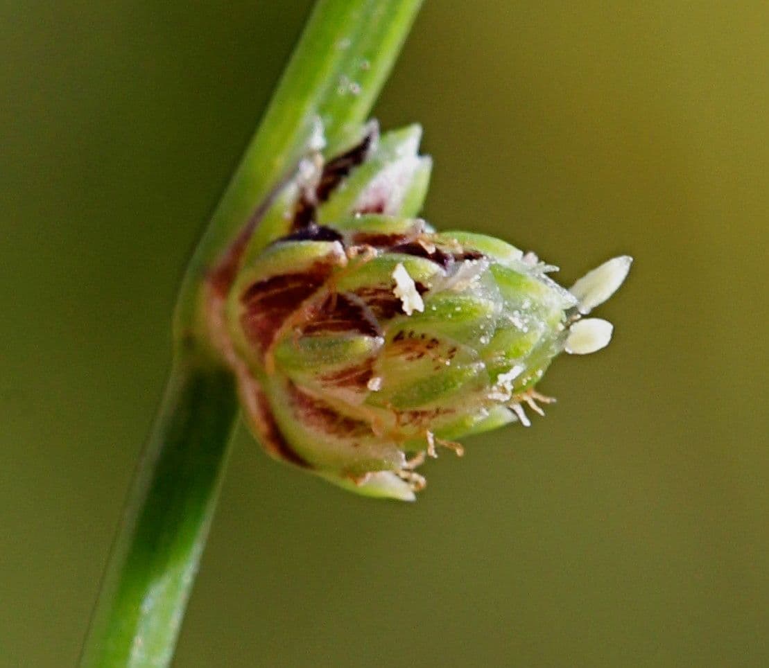 Schoenoplectus setaceus 9
