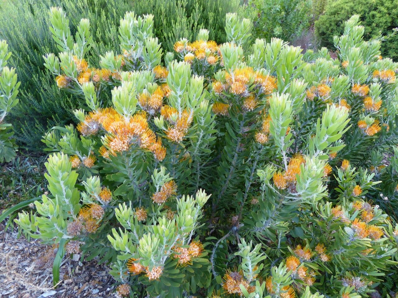 Leucospermum 8
